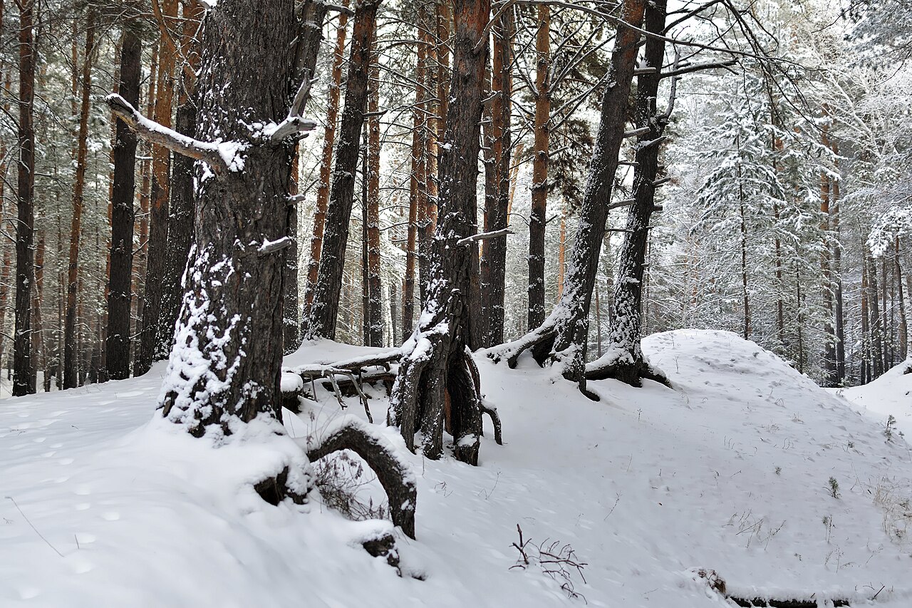 Sarıkamış Diyetisyen | Kars Beslenme Uzmanı, Kayak ve Kış Sporları İçin Beslenme, Online Diyetisyen ve Zayıflama